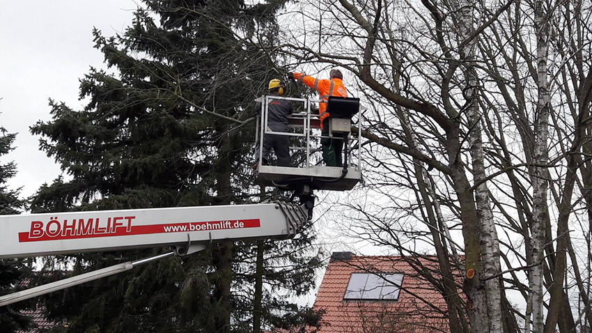 Baumpflege und Baumfällung
