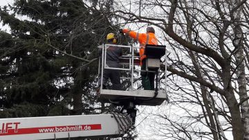 Baumpflege und Baumfällung